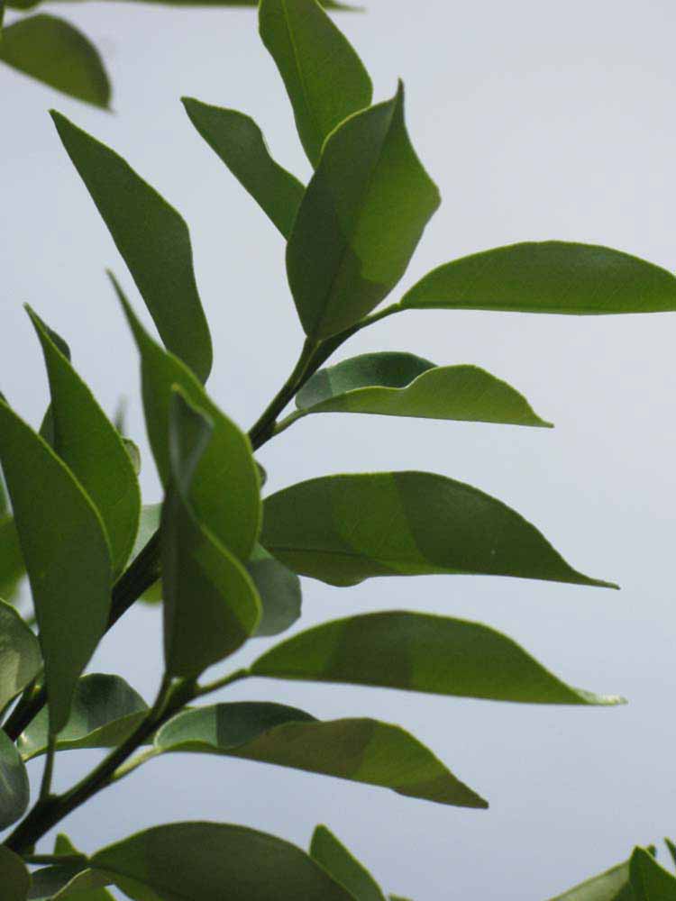              Sun leaves (Winter Haven, FL)       